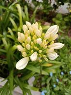 Agapanthus wit, Tuin en Terras, Planten | Tuinplanten, Ophalen