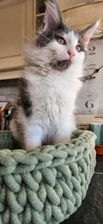 Kittens, Dieren en Toebehoren