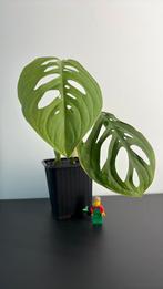Monstera esqueleto (4), Overige soorten, In pot, Minder dan 100 cm, Groene kamerplant
