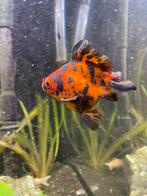 Goudvis, Dieren en Toebehoren, Vissen | Aquariumvissen