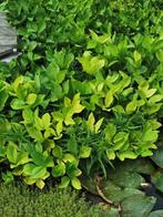 Vijverplanten moeras vergeet me nietje, drieblad, holle pijp, Tuin en Terras, Vijvers, Ophalen, Zo goed als nieuw