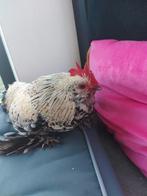 Jonge hanen gratis, ukkelse baardkriel, Oudenaarde, Dieren en Toebehoren, Pluimvee, Mannelijk, Kip