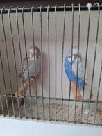 Engelse grasparkieten, Dieren en Toebehoren, Vogels | Kanaries