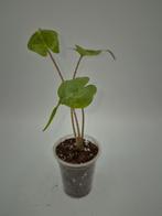 Alocasia stingray, Ophalen of Verzenden