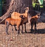 3 drachtige Kameroen ooien, Dieren en Toebehoren