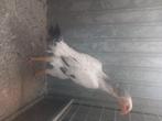 Shamo hen tekoop groot, Dieren en Toebehoren, Pluimvee