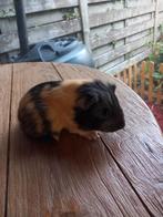 Mooie cavia's, Dieren en Toebehoren, Knaagdieren, Cavia