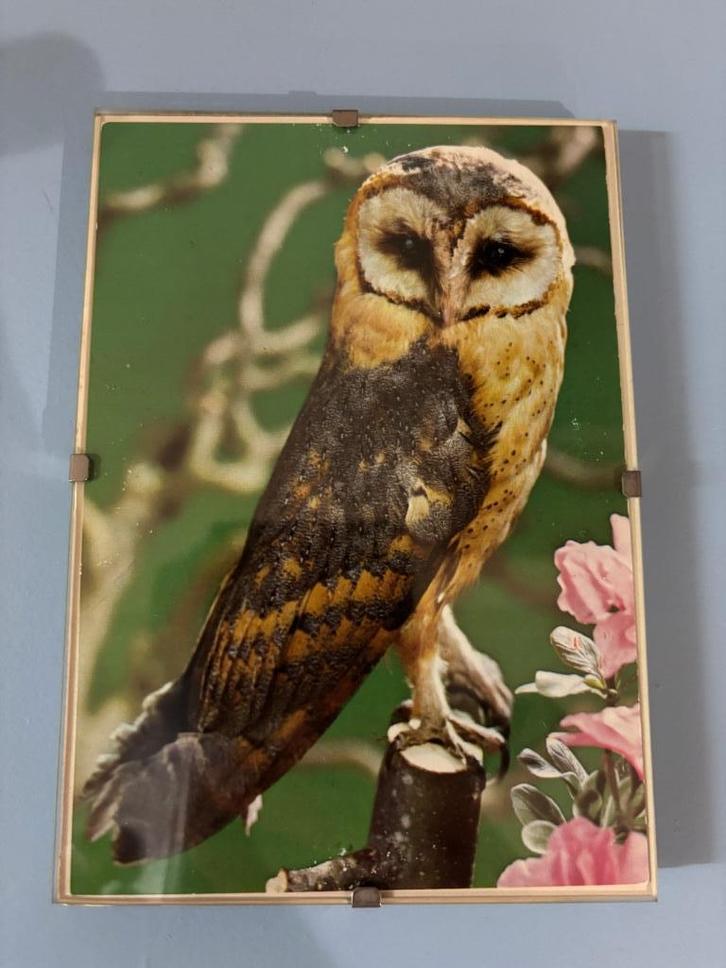 Ansichtkaart kerkuil in glazen wissellijst 10x15 cm uil, Verzamelen, Postkaarten | Dieren, Ongelopen, 1980 tot heden, Vogel, Ophalen of Verzenden