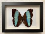 Exotische vlinder in  NIEUWE lijst, Verzamelen, Ophalen of Verzenden, Nieuw, Opgezet dier