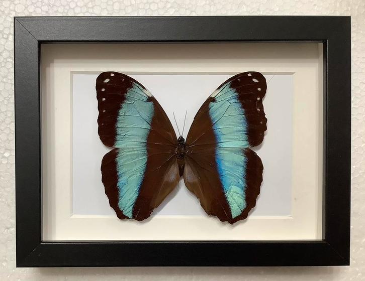 Exotische vlinder in  NIEUWE lijst, Verzamelen, Dierenverzamelingen, Nieuw, Opgezet dier, Ophalen of Verzenden