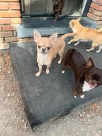 Kortharig chihuahua reutje, België, Fokker | Hobbymatig, 15 weken tot 1 jaar, Reu