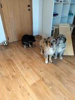 Prachtige australian retriever pups, Meerdere, 8 tot 15 weken, Meerdere dieren, Herder