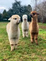 CREME CARAMEL & CHOCO, groepje van 3 alpaca hengstveulens, Juni, Meerdere dieren