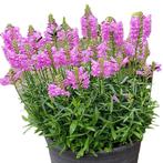 Zaden Physostegia roze oogst 2024, Tuin en Terras, Ophalen of Verzenden