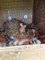 Edelpapegaaien / Eclectus, Dieren en Toebehoren, Papegaai