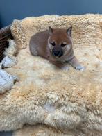 Shiba inu, België, Overige rassen, 8 tot 15 weken, Teef