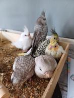 6 calopsittes domestiques, différentes mutations., Animaux & Accessoires, Oiseaux | Perruches & Perroquets, Perruche, Domestique