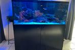 Zeeaquarium, Dieren en Toebehoren, Ophalen, Gebruikt