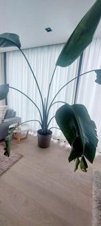 Strelitzia, Huis en Inrichting, Kamerplanten, Ophalen