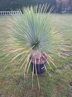 Yucca rostrata, Tuin en Terras, Planten | Tuinplanten, Volle zon, Vaste plant, Zomer, Ophalen
