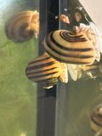 Asolene Spixii – Dwerg Appelslak - Zebra Appelslak, Animaux & Accessoires, Escargot ou Mollusque, Poisson d'eau douce