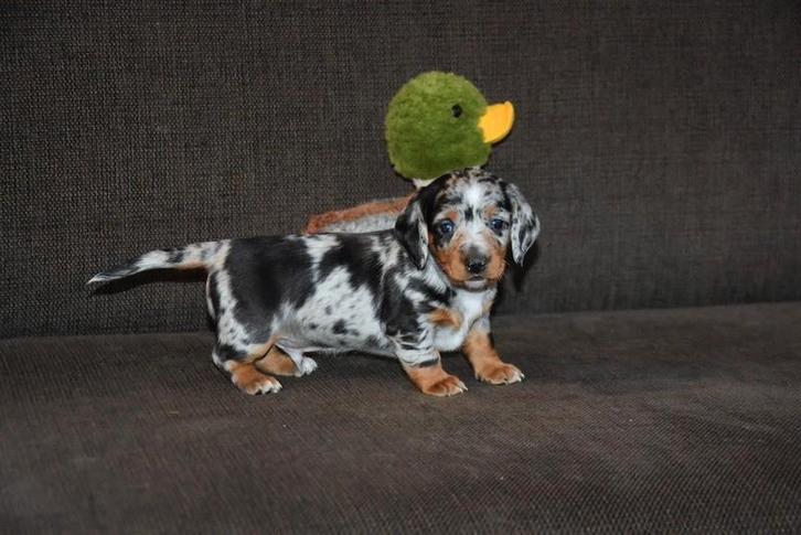 Prachtige kortharige Teckel pups, Animaux & Accessoires, Chiens | Teckels & Bassets, Plusieurs animaux, Poils courts, Nain, Éleveur | Professionnel