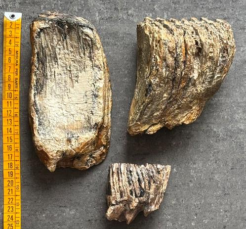 Mammoet kies, Verzamelen, Mineralen en Fossielen, Fossiel, Ophalen of Verzenden
