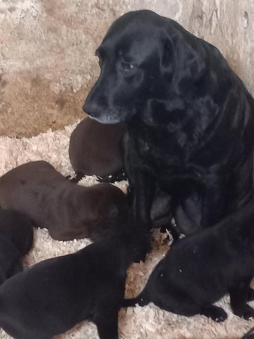 Labrador Retriever Pups zwart /bruin, Dieren en Toebehoren, Honden | Retrievers, Spaniëls en Waterhonden, Meerdere dieren, Labrador retriever