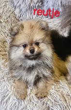 Pomchi pups, Dieren en Toebehoren, België, Keeshond, CDV (hondenziekte), 8 tot 15 weken