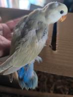 Handtamme dwergpapegaai agapornis roseicollis voor handopfok, Dieren en Toebehoren