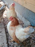 2 tamme serama hennetjes, Dieren en Toebehoren, Pluimvee, Vrouwelijk, Kip