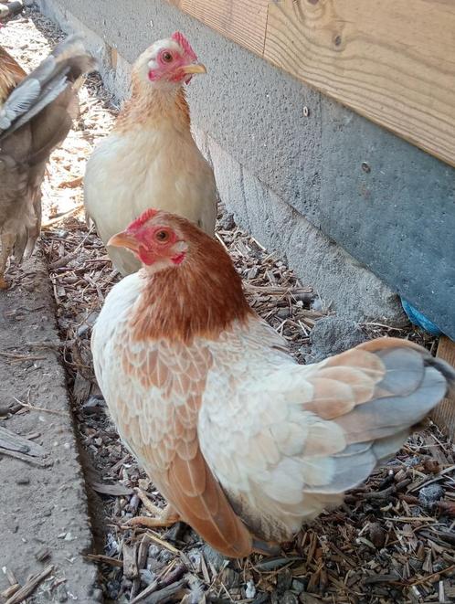 2 tamme serama hennetjes, Dieren en Toebehoren, Pluimvee, Kip, Vrouwelijk