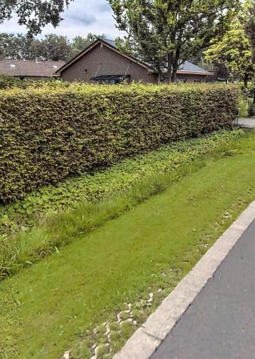 haagbeuk - +/- 40 lm beschikbaar voor biedingen