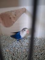 Violet fischeri 2023 vermoedelijk man, Dieren en Toebehoren, Vogels | Parkieten en Papegaaien, Tam