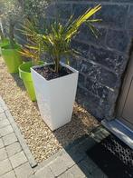Palmboom met pot(ten), Overige soorten, Volle zon, Vaste plant, Ophalen of Verzenden