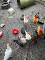 Kippen te koop wegens verhuis, Dieren en Toebehoren, Pluimvee