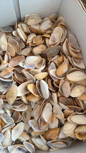 Couteaux schelpen –100 stuks voor €1 / Coquilles de couteaux, Enlèvement