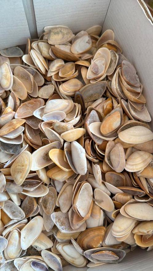 Couteaux schelpen –100 stuks voor €1 / Coquilles de couteaux, Hobby en Vrije tijd, Knutselen, Ophalen