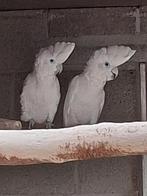 kweekkoppel ducorps kaketoes