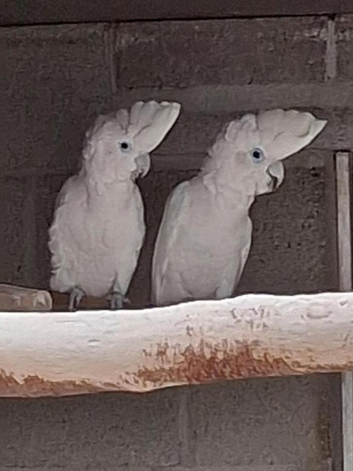 kweekkoppel ducorps kaketoes, Dieren en Toebehoren, Vogels | Parkieten en Papegaaien