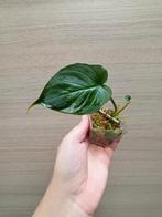 Philodendron verrucosum, Enlèvement ou Envoi