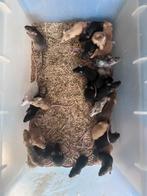 Kleur muizen / voeder muizen met kleur, Dieren en Toebehoren, Slang, Tam, 0 tot 2 jaar