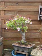 Bonsai, Tuin en Terras, Planten | Bomen, Ophalen