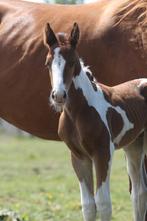 Prachtig bont veulen met top afstamming, Dieren en Toebehoren, Paarden, Springpaard, Gechipt, Niet van toepassing, 0 tot 2 jaar