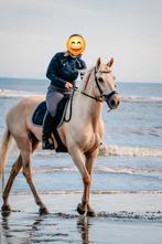 Veelzijdige en braaf paard, Dieren en Toebehoren, Paarden, Ruin, 160 tot 165 cm, 11 jaar of ouder