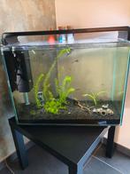 Aquarium Superfish 80L, Dieren en Toebehoren, Ophalen, Zo goed als nieuw