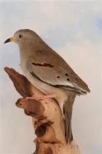 peru duif tt kwaliteit, Dieren en Toebehoren