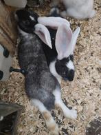 Duitse reusjes (voedsters)konijnen te koop., Animaux & Accessoires