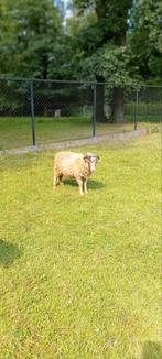 Handtamme Ouessant rammen (4 maand), Dieren en Toebehoren