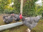 Trio Mechelse koekoek, Dieren en Toebehoren, Pluimvee, Meerdere dieren, Kip